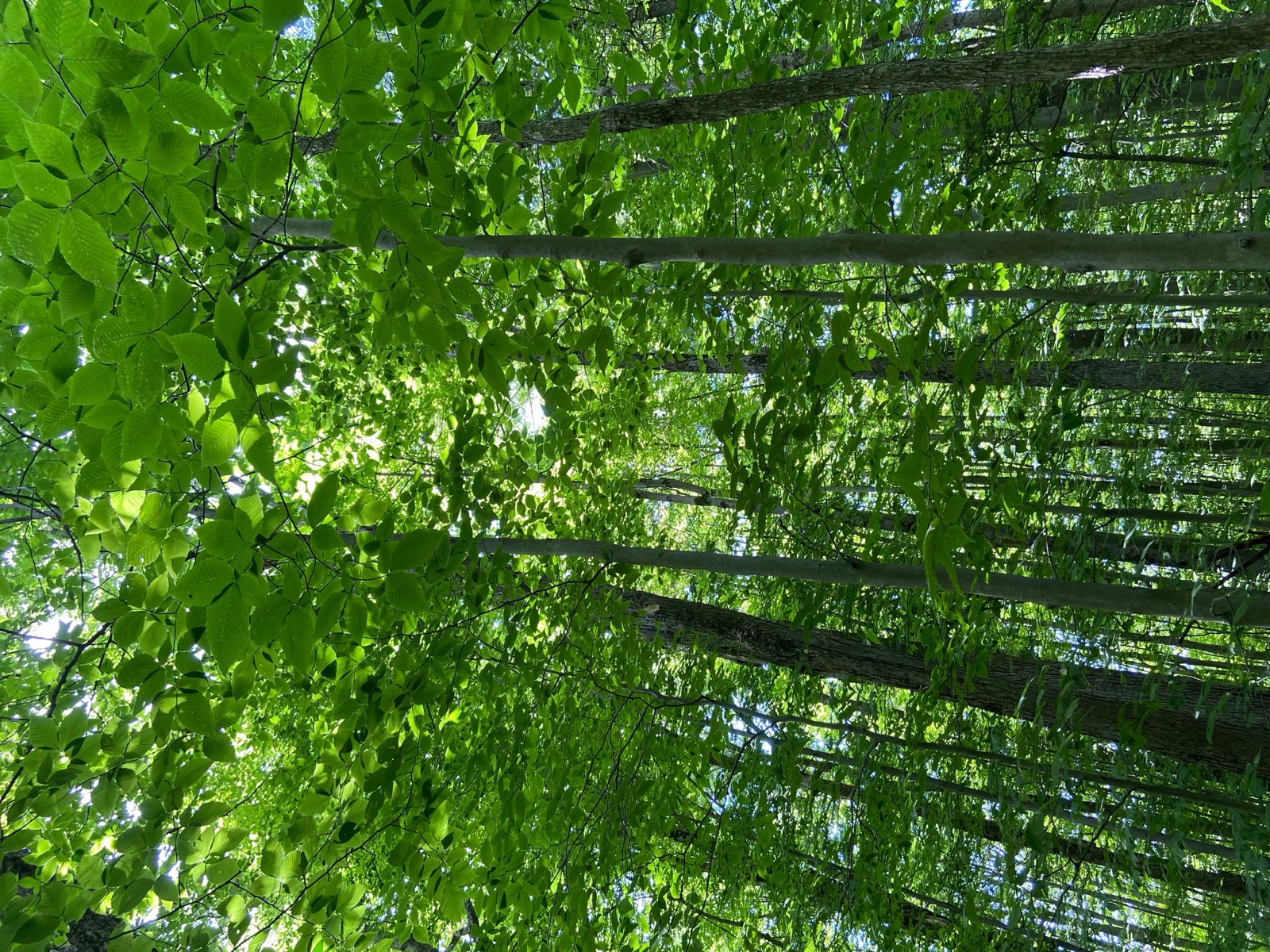 Parc des Patriotes